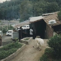 IDN Bali 1990OCT01 WRLFC WGT 018  This is the kitchen of the restaurant that over looks the volcano. We didn't enquire if the 4 legged friend was on the menu for fear it was. : 1990, 1990 World Grog Tour, Asia, Bali, Indonesia, October, Rugby League, Wests Rugby League Football Club