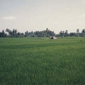 IDN Bali 1990OCT01 WRLFC WGT 021 : 1990, 1990 World Grog Tour, Asia, Bali, Indonesia, October, Rugby League, Wests Rugby League Football Club