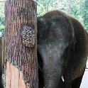 MYS KualaGandah 2011APR22 NES 012 : 2011, 2011 - By Any Means, April, Asia, Date, Kuala Gandah, Malaysia, Month, National Elephant Sanctuary, Places, Trips, Year