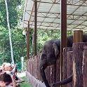 MYS KualaGandah 2011APR22 NES 013 : 2011, 2011 - By Any Means, April, Asia, Date, Kuala Gandah, Malaysia, Month, National Elephant Sanctuary, Places, Trips, Year