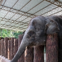 MYS KualaGandah 2011APR22 NES 015 : 2011, 2011 - By Any Means, April, Asia, Date, Kuala Gandah, Malaysia, Month, National Elephant Sanctuary, Places, Trips, Year