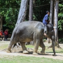 MYS KualaGandah 2011APR22 NES 023 : 2011, 2011 - By Any Means, April, Asia, Date, Kuala Gandah, Malaysia, Month, National Elephant Sanctuary, Places, Trips, Year