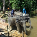 MYS KualaGandah 2011APR22 NES 024 : 2011, 2011 - By Any Means, April, Asia, Date, Kuala Gandah, Malaysia, Month, National Elephant Sanctuary, Places, Trips, Year