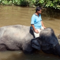 MYS KualaGandah 2011APR22 NES 025 : 2011, 2011 - By Any Means, April, Asia, Date, Kuala Gandah, Malaysia, Month, National Elephant Sanctuary, Places, Trips, Year