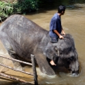 MYS KualaGandah 2011APR22 NES 026 : 2011, 2011 - By Any Means, April, Asia, Date, Kuala Gandah, Malaysia, Month, National Elephant Sanctuary, Places, Trips, Year