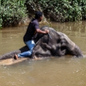 MYS KualaGandah 2011APR22 NES 027 : 2011, 2011 - By Any Means, April, Asia, Date, Kuala Gandah, Malaysia, Month, National Elephant Sanctuary, Places, Trips, Year