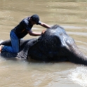 MYS KualaGandah 2011APR22 NES 028 : 2011, 2011 - By Any Means, April, Asia, Date, Kuala Gandah, Malaysia, Month, National Elephant Sanctuary, Places, Trips, Year