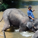 MYS KualaGandah 2011APR22 NES 030 : 2011, 2011 - By Any Means, April, Asia, Date, Kuala Gandah, Malaysia, Month, National Elephant Sanctuary, Places, Trips, Year