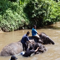 MYS KualaGandah 2011APR22 NES 031 : 2011, 2011 - By Any Means, April, Asia, Date, Kuala Gandah, Malaysia, Month, National Elephant Sanctuary, Places, Trips, Year