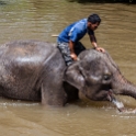 MYS KualaGandah 2011APR22 NES 032 : 2011, 2011 - By Any Means, April, Asia, Date, Kuala Gandah, Malaysia, Month, National Elephant Sanctuary, Places, Trips, Year