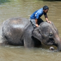 MYS KualaGandah 2011APR22 NES 033 : 2011, 2011 - By Any Means, April, Asia, Date, Kuala Gandah, Malaysia, Month, National Elephant Sanctuary, Places, Trips, Year