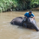 MYS KualaGandah 2011APR22 NES 034 : 2011, 2011 - By Any Means, April, Asia, Date, Kuala Gandah, Malaysia, Month, National Elephant Sanctuary, Places, Trips, Year