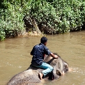 MYS KualaGandah 2011APR22 NES 036 : 2011, 2011 - By Any Means, April, Asia, Date, Kuala Gandah, Malaysia, Month, National Elephant Sanctuary, Places, Trips, Year