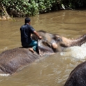 MYS KualaGandah 2011APR22 NES 039 : 2011, 2011 - By Any Means, April, Asia, Date, Kuala Gandah, Malaysia, Month, National Elephant Sanctuary, Places, Trips, Year