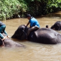 MYS KualaGandah 2011APR22 NES 040 : 2011, 2011 - By Any Means, April, Asia, Date, Kuala Gandah, Malaysia, Month, National Elephant Sanctuary, Places, Trips, Year