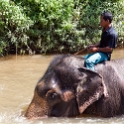 MYS KualaGandah 2011APR22 NES 041 : 2011, 2011 - By Any Means, April, Asia, Date, Kuala Gandah, Malaysia, Month, National Elephant Sanctuary, Places, Trips, Year