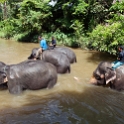 MYS KualaGandah 2011APR22 NES 042 : 2011, 2011 - By Any Means, April, Asia, Date, Kuala Gandah, Malaysia, Month, National Elephant Sanctuary, Places, Trips, Year