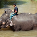 MYS KualaGandah 2011APR22 NES 043 : 2011, 2011 - By Any Means, April, Asia, Date, Kuala Gandah, Malaysia, Month, National Elephant Sanctuary, Places, Trips, Year