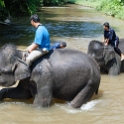 MYS KualaGandah 2011APR22 NES 044 : 2011, 2011 - By Any Means, April, Asia, Date, Kuala Gandah, Malaysia, Month, National Elephant Sanctuary, Places, Trips, Year