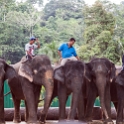 MYS KualaGandah 2011APR22 NES 051 : 2011, 2011 - By Any Means, April, Asia, Date, Kuala Gandah, Malaysia, Month, National Elephant Sanctuary, Places, Trips, Year