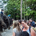 MYS KualaGandah 2011APR22 NES 053 : 2011, 2011 - By Any Means, April, Asia, Date, Kuala Gandah, Malaysia, Month, National Elephant Sanctuary, Places, Trips, Year