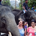 MYS KualaGandah 2011APR22 NES 055 : 2011, 2011 - By Any Means, April, Asia, Date, Kuala Gandah, Malaysia, Month, National Elephant Sanctuary, Places, Trips, Year