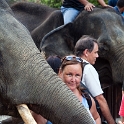 MYS KualaGandah 2011APR22 NES 056 : 2011, 2011 - By Any Means, April, Asia, Date, Kuala Gandah, Malaysia, Month, National Elephant Sanctuary, Places, Trips, Year