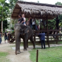 MYS KualaGandah 2011APR22 NES 058 : 2011, 2011 - By Any Means, April, Asia, Date, Kuala Gandah, Malaysia, Month, National Elephant Sanctuary, Places, Trips, Year