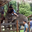 MYS KualaGandah 2011APR22 NES 059 : 2011, 2011 - By Any Means, April, Asia, Date, Kuala Gandah, Malaysia, Month, National Elephant Sanctuary, Places, Trips, Year