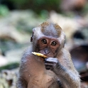 MYS BatuCaves 2011APR22 044 : 2011, 2011 - By Any Means, April, Asia, Batu Caves, Date, Kuala Lumpur, Malaysia, Month, Places, Trips, Year