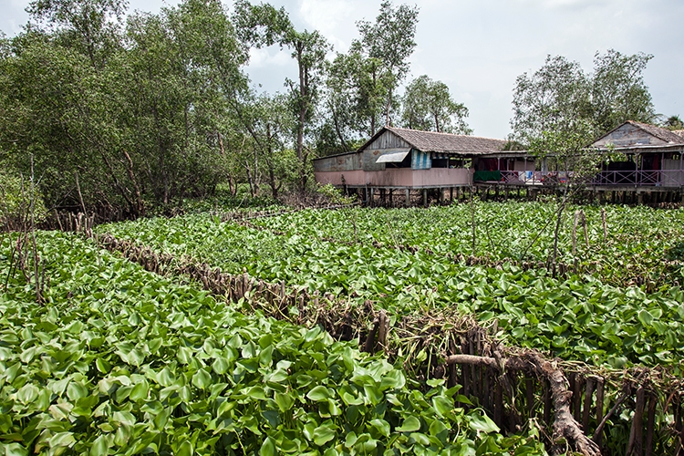 VNM CaiBe 2011APR18 MekongDelta 146