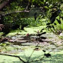 VNM_CaiBe_2011APR18_MekongDelta_109.jpg