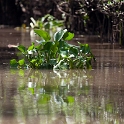 VNM CaiBe 2011APR18 MekongDelta 158 : 2011, 2011 - By Any Means, April, Asia, Cai Be, Date, Mekong Delta, Month, Places, Tien Giang Province, Trips, Vietnam, Year