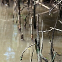 VNM_CaiBe_2011APR18_MekongDelta_164.jpg