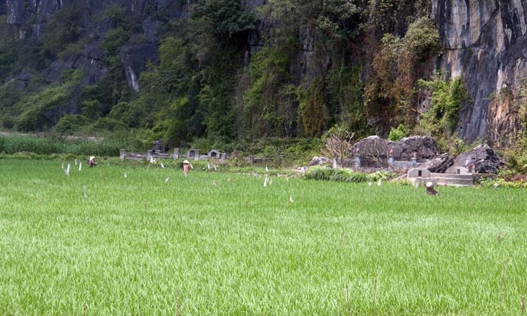 VNM PagodaBichDong 2011APR13 009