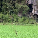 VNM TamCoc 2011APR13 026 : 2011, 2011 - By Any Means, April, Asia, Date, Month, Ninh Binh Province, Places, Tam Coc, Trips, Vietnam, Year