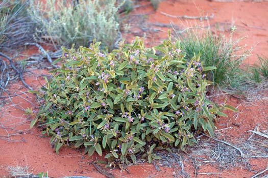 AUS NT AyersRock 2010OCT10 017