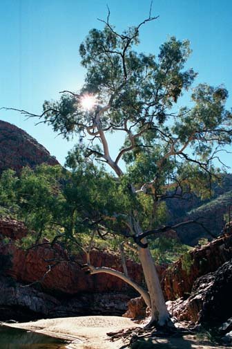 AUS NT OrmistonGorge 2001JUL11 005