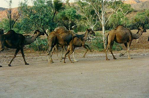 AUS NT RossRiver 1991DEC 020