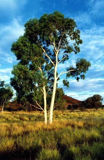 AUS NT TwinGhostGums 2001 001