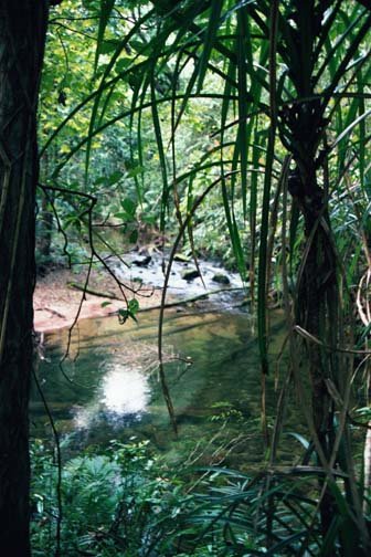 AUS QLD Babinda 2001JUL17 Boulders 015