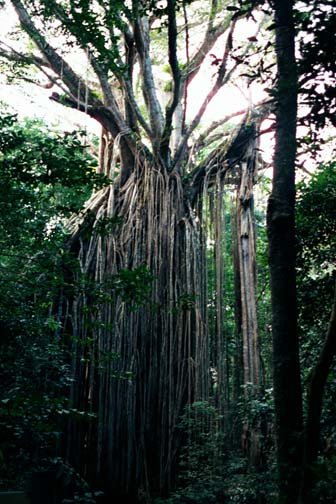 AUS QLD CurtainFigTree 2001JUL17 003