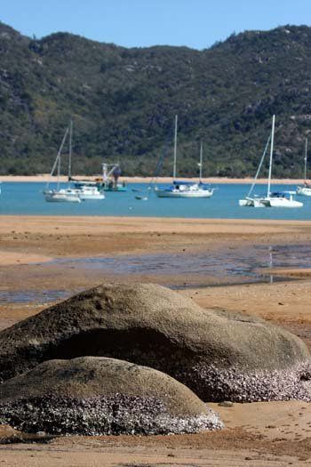 AUS QLD MagneticIsland 2008JUL19 HorseshoeBay 008