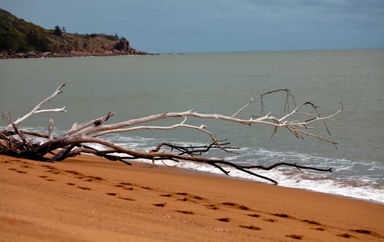 AUS QLD MagneticIsland 2010OCT21 013