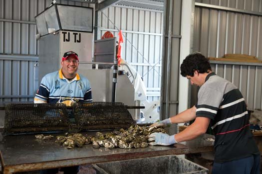 AUS SA SmokyBay 2010OCT06 Oysters 022