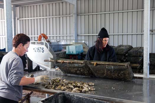 AUS SA SmokyBay 2010OCT06 Oysters 023