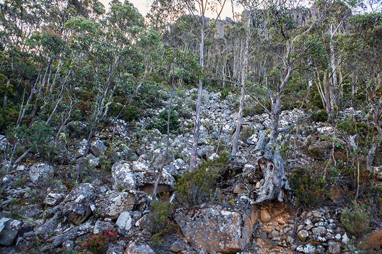 AUS TAS MountWellington 2015JAN24 054