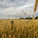 AUS VIC Yarrawalla 2017DEC24 013 : - DATE, - PLACES, - TRIPS, 10's, 2017, 2017 - More Miles Than Santa, Australia, Day, December, Month, Schmidt Sheep Station, Sunday, VIC, Yarrawalla, Year