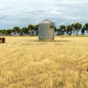 AUS VIC Yarrawalla 2017DEC24 018 : - DATE, - PLACES, - TRIPS, 10's, 2017, 2017 - More Miles Than Santa, Australia, Day, December, Month, Schmidt Sheep Station, Sunday, VIC, Yarrawalla, Year