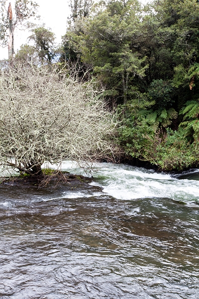 NZL BOP OkereFalls 2011SEPT15 016